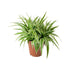 Chlorophytum Comosum/Spider - Plant